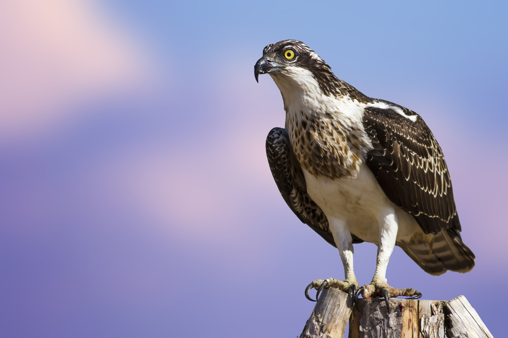 Idaho8217s-Secret-World-Of-Birds-Of-Prey-Conservation idahos-secret-world-of-birds-of-prey-conservation