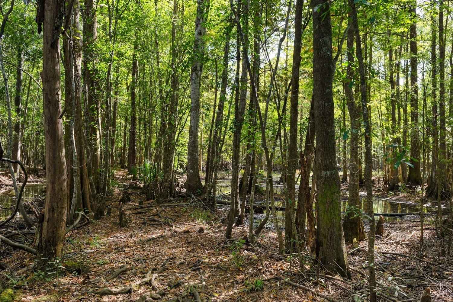 lost-battle-sites-of-south-carolinas-francis-marion