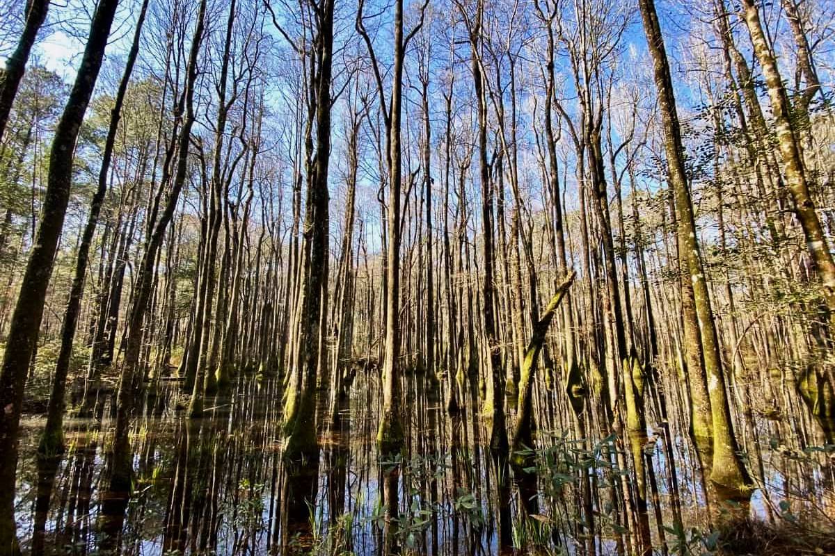 lost-battle-sites-of-south-carolinas-swamp-fox