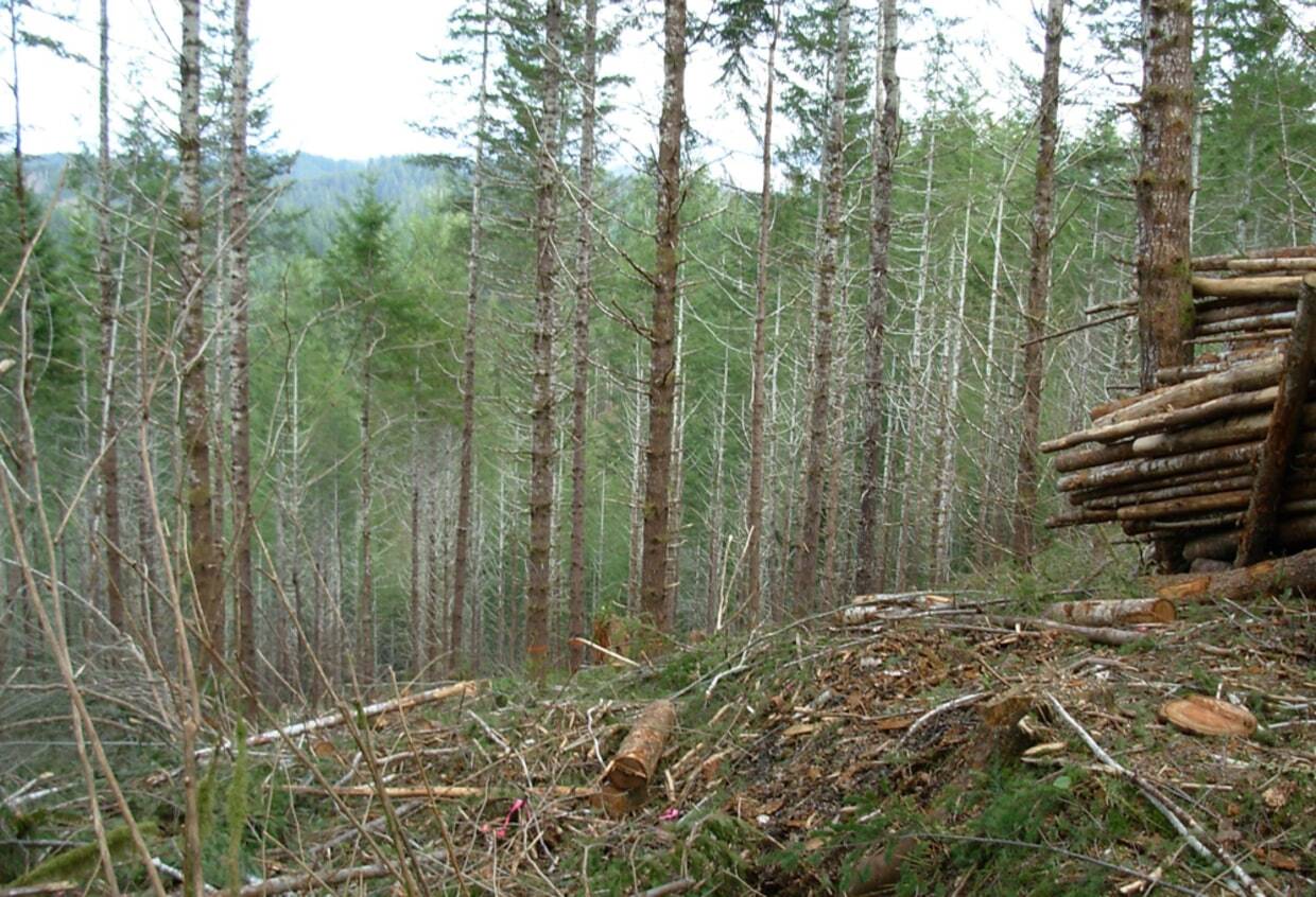 lost-logging-camps-of-oregons-siuslaw