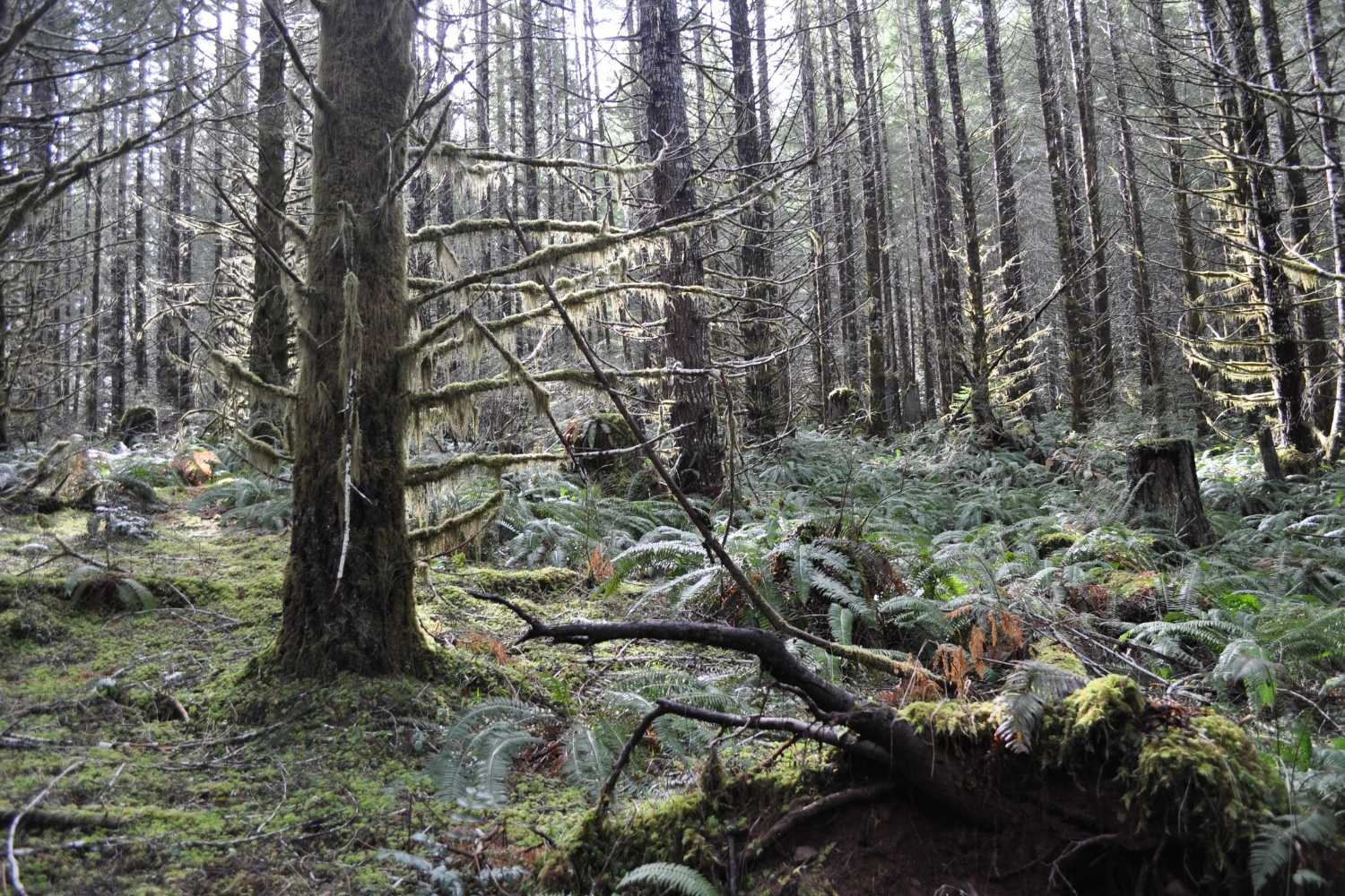 lost-logging-camps-of-oregons-tillamook