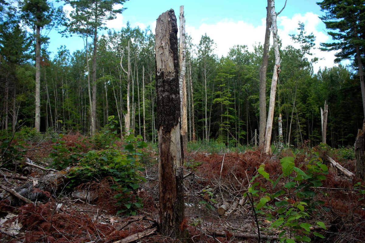 Lost-Logging-Camps-Of-Wisconsin8217s-Northern-Highland lost-logging-camps-of-wisconsins-northern-highland