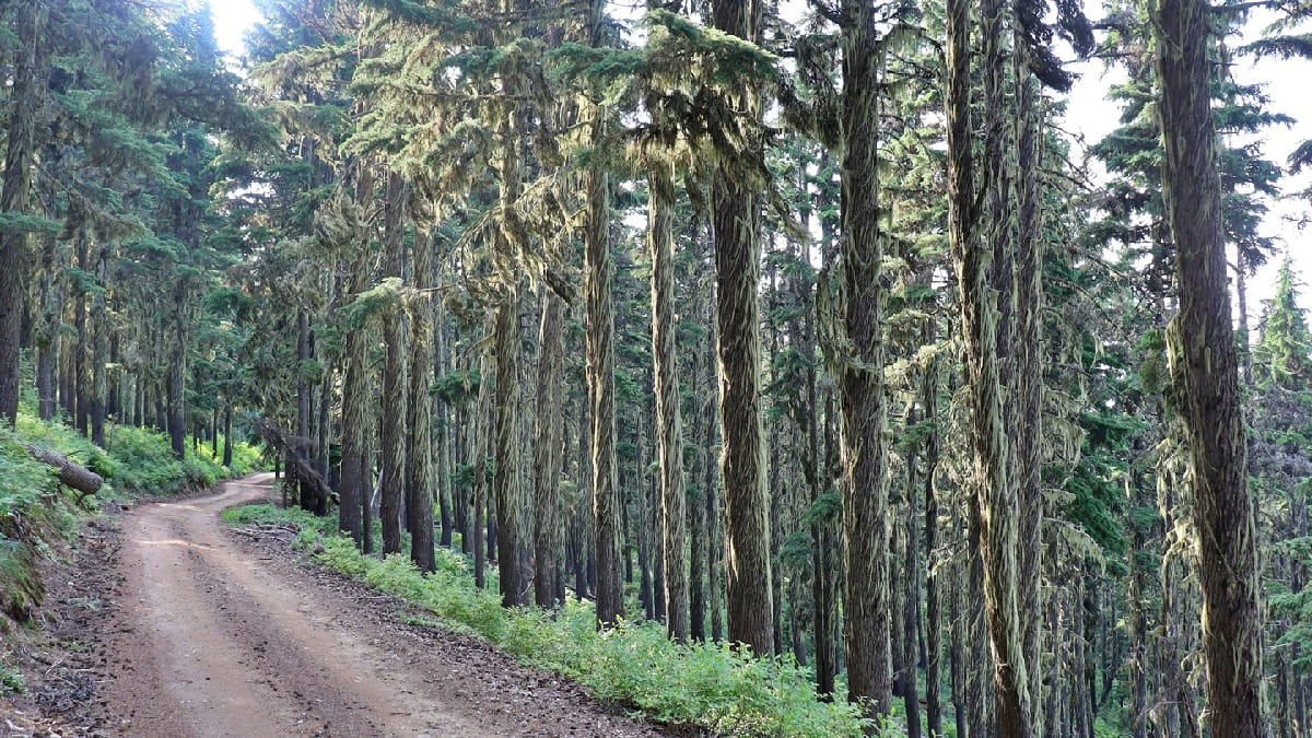 lost-pioneer-routes-of-idahos-lolo-trail