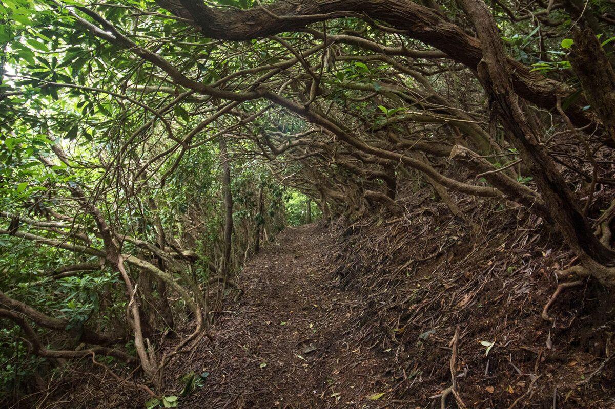 lost-trails-of-the-cherokee-national-forest