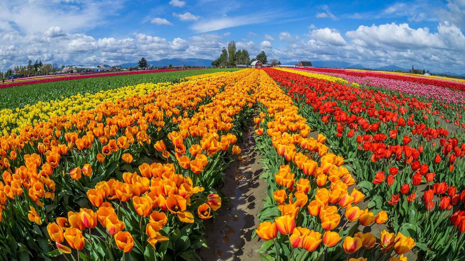 Michigan8217s-Tulip-Fields-And-Dutch-Heritage-Away-From-Holland michigans-tulip-fields-and-dutch-heritage-away-from-holland