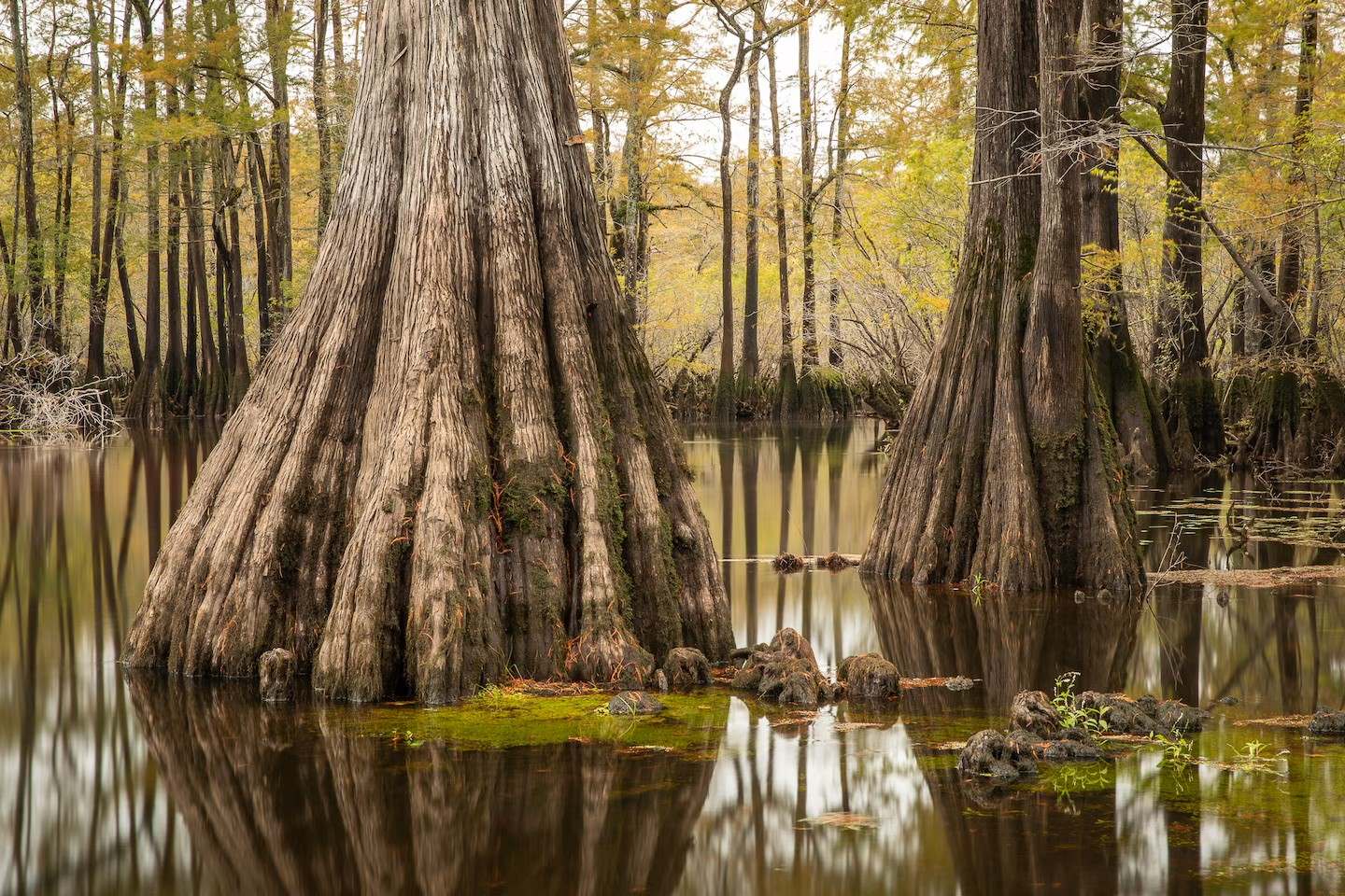 Mississippi8217s-Secret-Cypress-Swamp-And-Ancient-Trees mississippis-secret-cypress-swamp-and-ancient-trees
