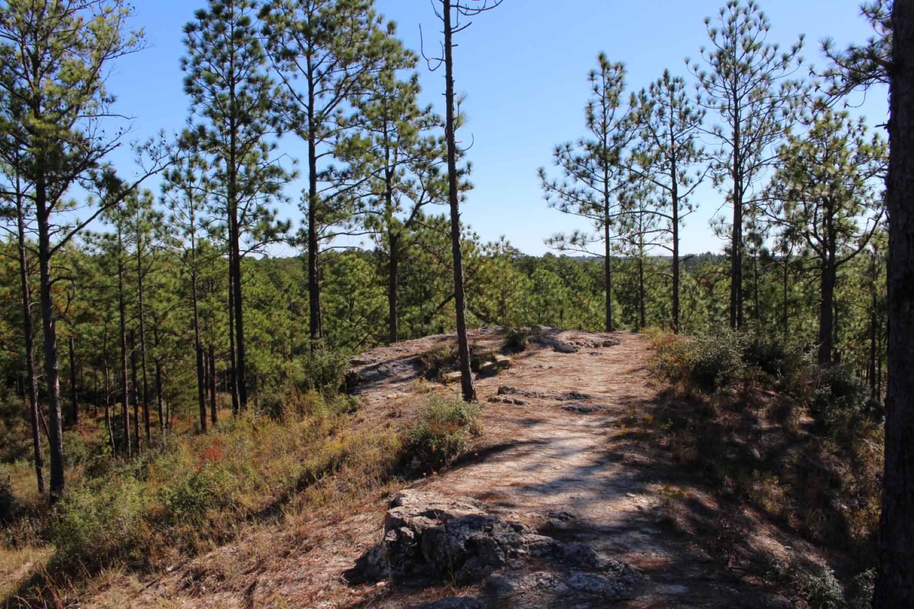 mysteries-hidden-in-louisianas-kisatchie-hills