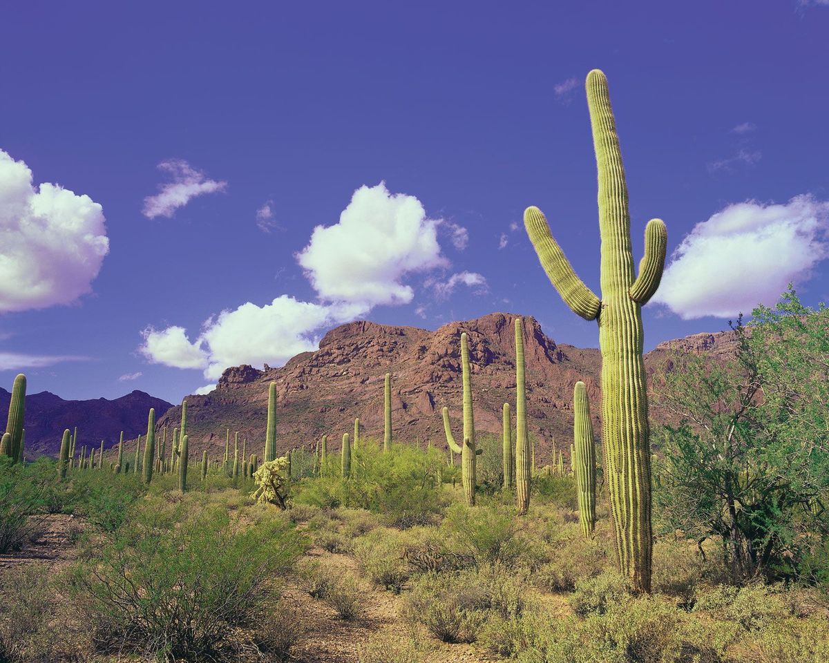 mysteries-of-arizonas-organ-pipe-desert