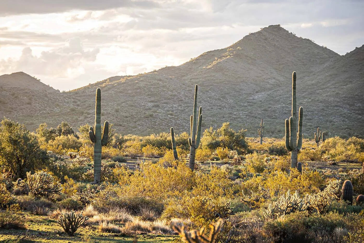 Mysteries-Of-Arizona8217s-Sonoran-Desert mysteries-of-arizonas-sonoran-desert
