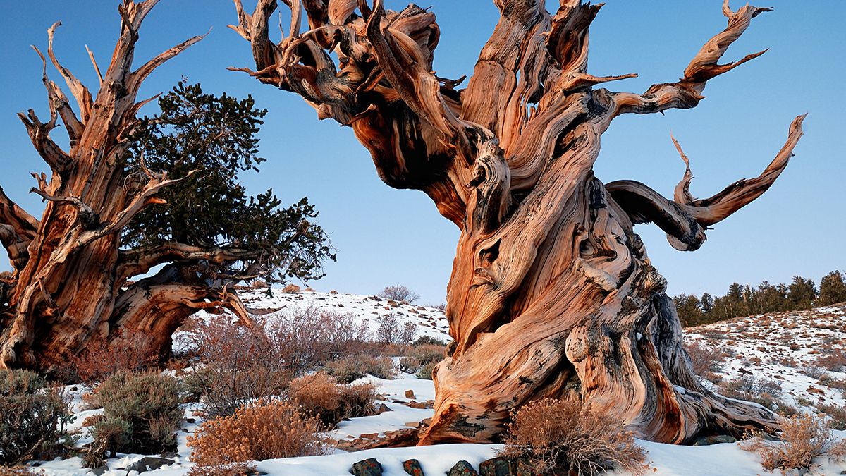 Mysteries-Of-California8217s-Ancient-Bristlecone-Pines mysteries-of-californias-ancient-bristlecone-pines