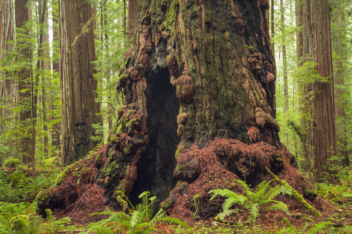 Mysteries-Of-California8217s-Ancient-Forest-Temples mysteries-of-californias-ancient-forest-temples