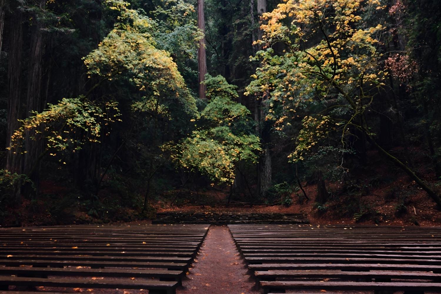 mysteries-of-californias-armstrong-forest-temples