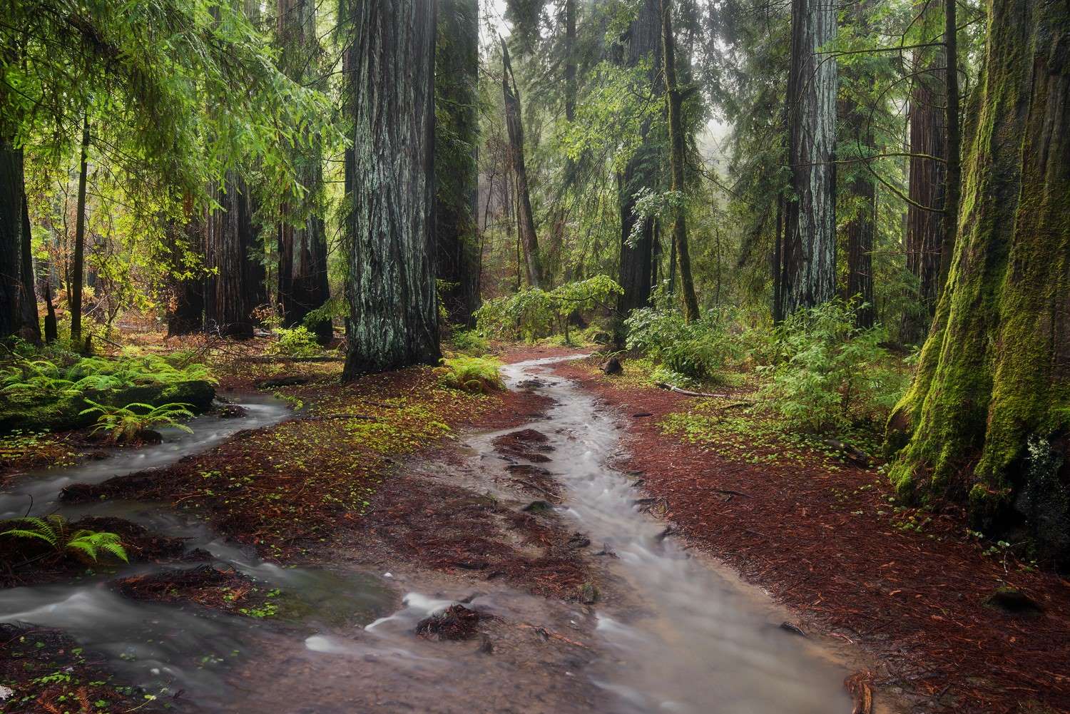 Mysteries-Of-California8217s-Montgomery-Woods mysteries-of-californias-montgomery-woods