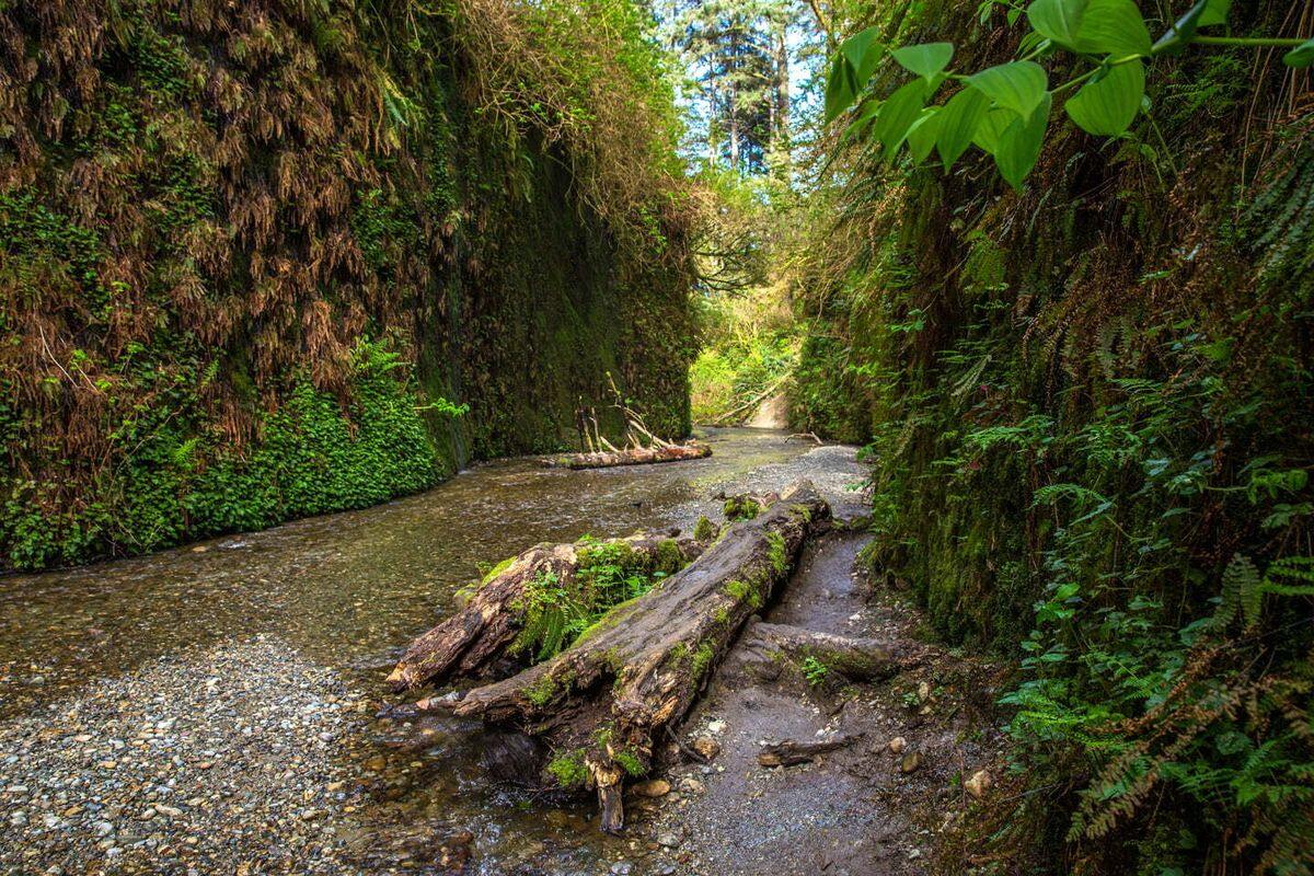 Mysteries-Of-California8217s-Prairie-Creek-Forest-Temples mysteries-of-californias-prairie-creek-forest-temples