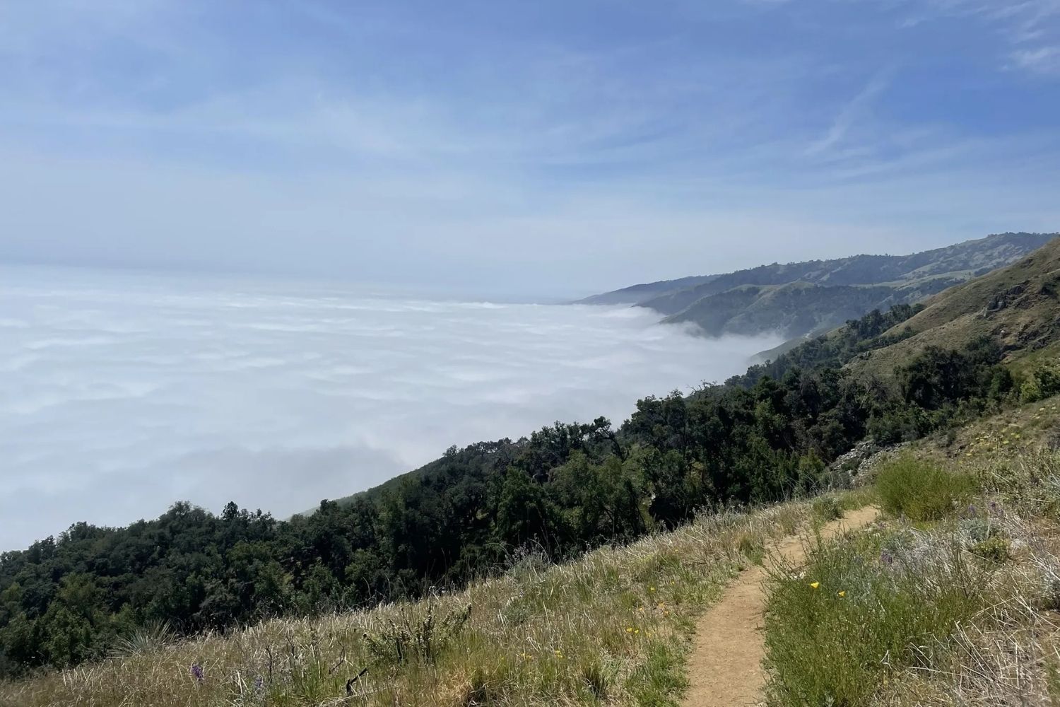Mysteries-Of-California8217s-Ventana-Paths mysteries-of-californias-ventana-paths