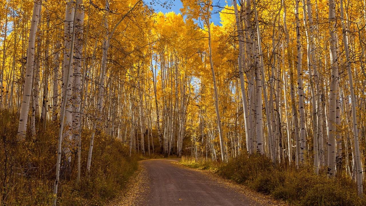 Mysteries-Of-Colorado8217s-Uncompaghre-Tree-Valley mysteries-of-colorados-uncompaghre-tree-valley