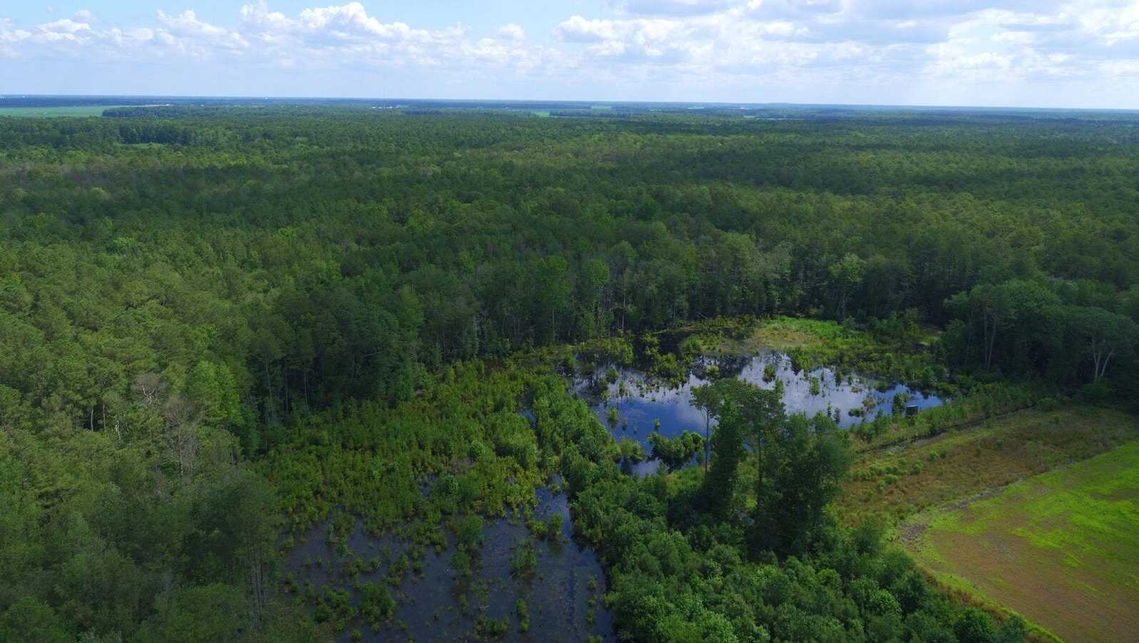 mysteries-of-delawares-great-cypress-swamp