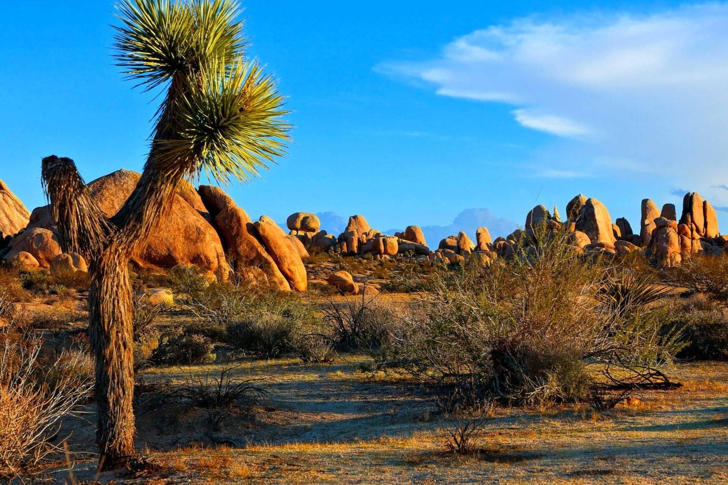 Mysteries-Of-Desert-Paths-In-Twenty-Nine-Palms-California mysteries-of-desert-paths-in-twenty-nine-palms-california