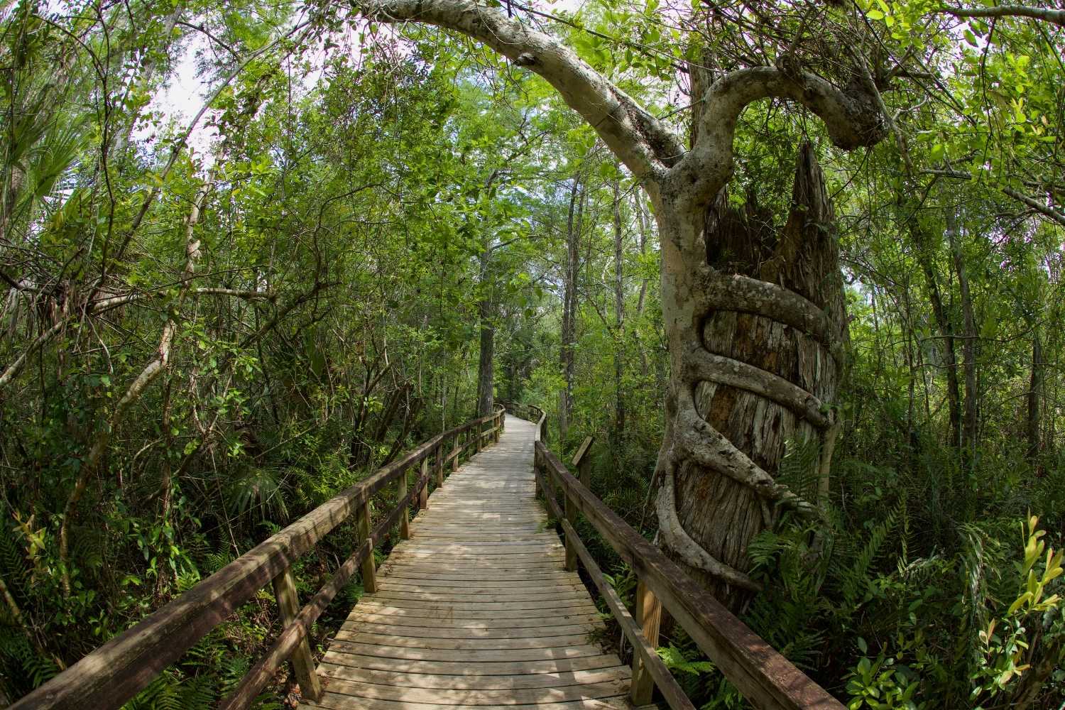 Mysteries-Of-Florida8217s-Fakahatchee-Strand mysteries-of-floridas-fakahatchee-strand
