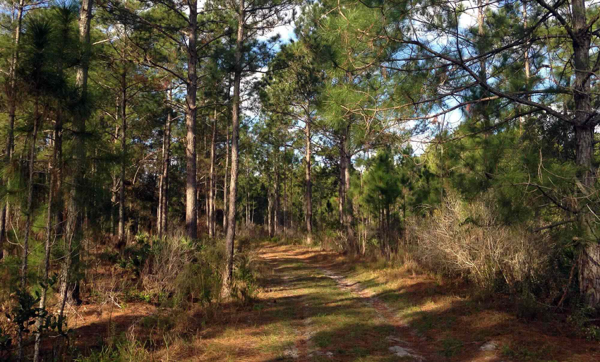 Mysteries-Of-Florida8217s-Green-Swamp-Trails mysteries-of-floridas-green-swamp-trails