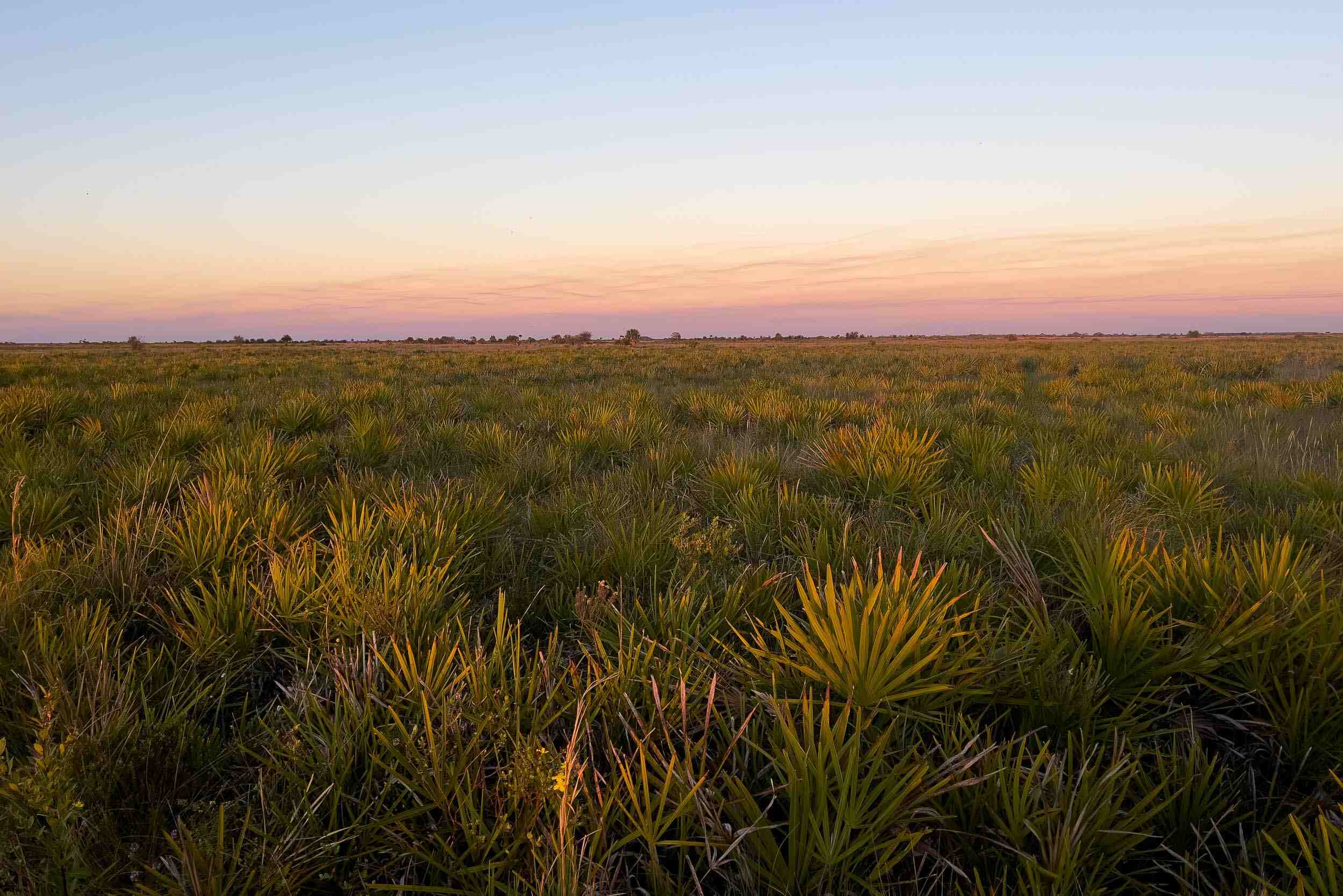 mysteries-of-floridas-kissimmee-prairie