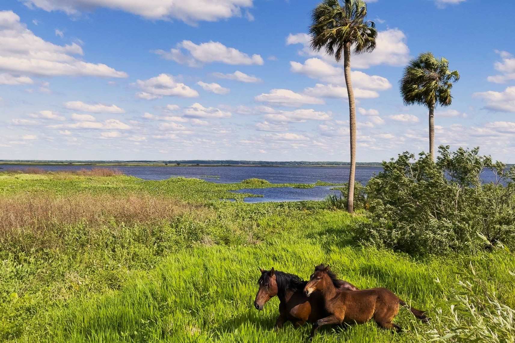 Mysteries-Of-Florida8217s-Paynes-Prairie mysteries-of-floridas-paynes-prairie
