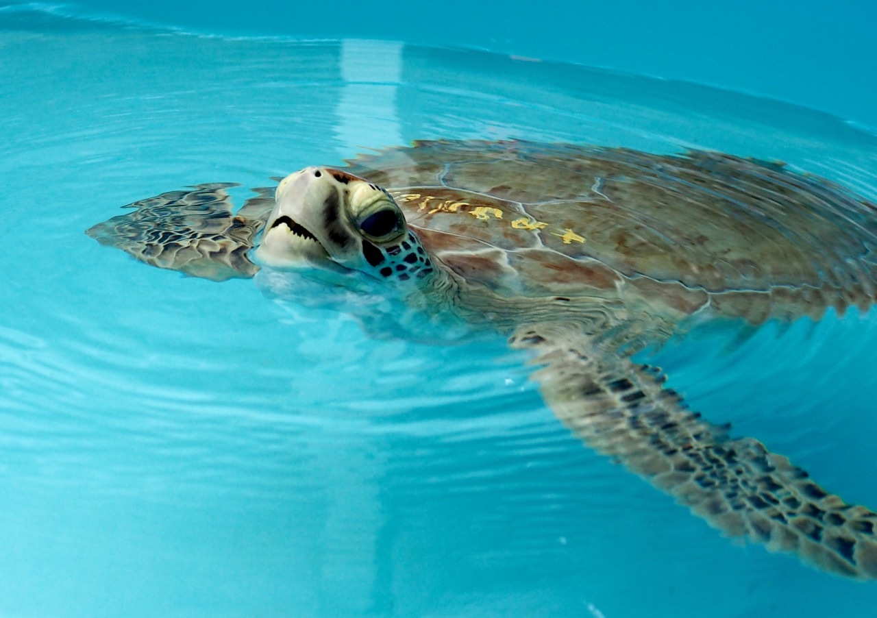 mysteries-of-floridas-turtle-harbor