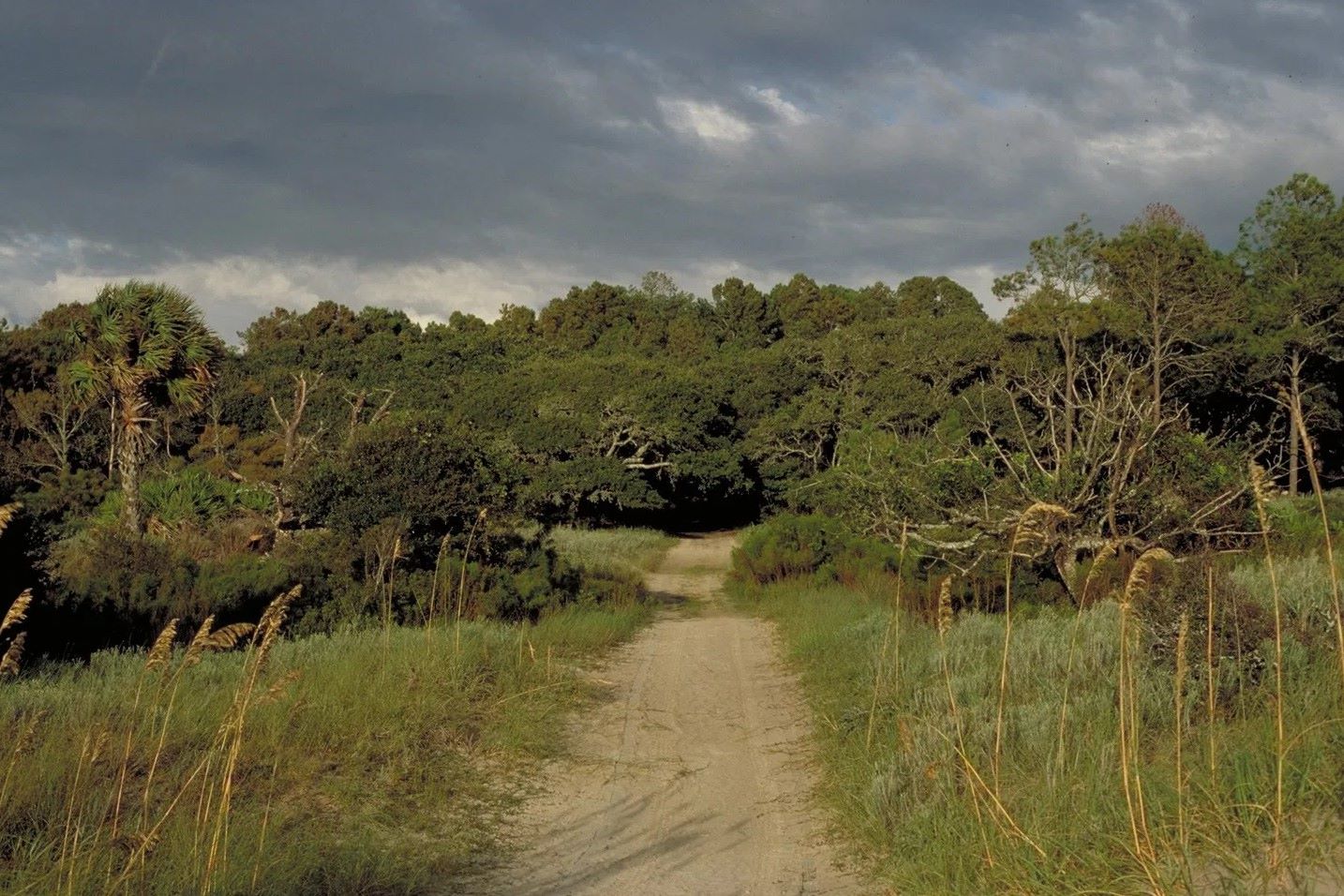 mysteries-of-georgias-blackbeard-island