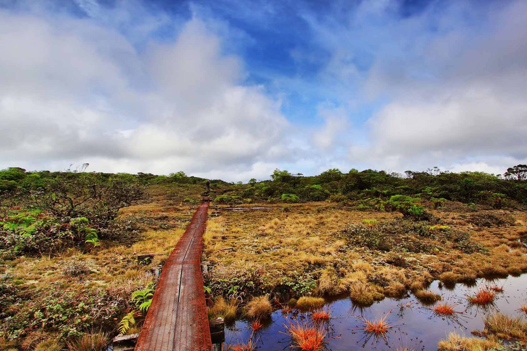 mysteries-of-hawaiis-alakai-swamp