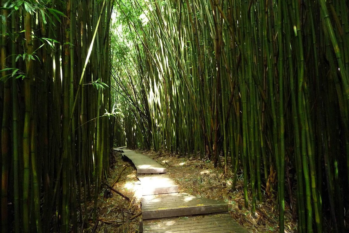 mysteries-of-hawaiis-bamboo-ridge