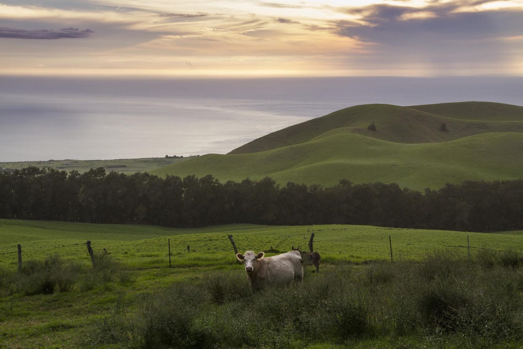 mysteries-of-hawaiis-kohala-mountains