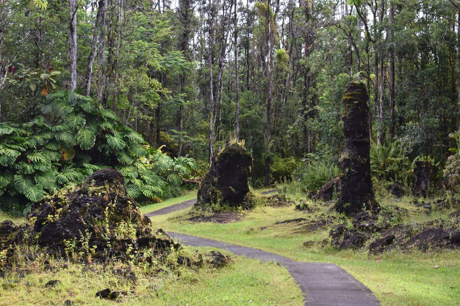 Mysteries-Of-Hawaii8217s-Lava-Tree-Forests mysteries-of-hawaiis-lava-tree-forests