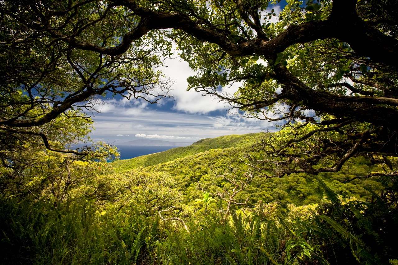 Mysteries-Of-Hawaii8217s-Molokai-Forest mysteries-of-hawaiis-molokai-forest