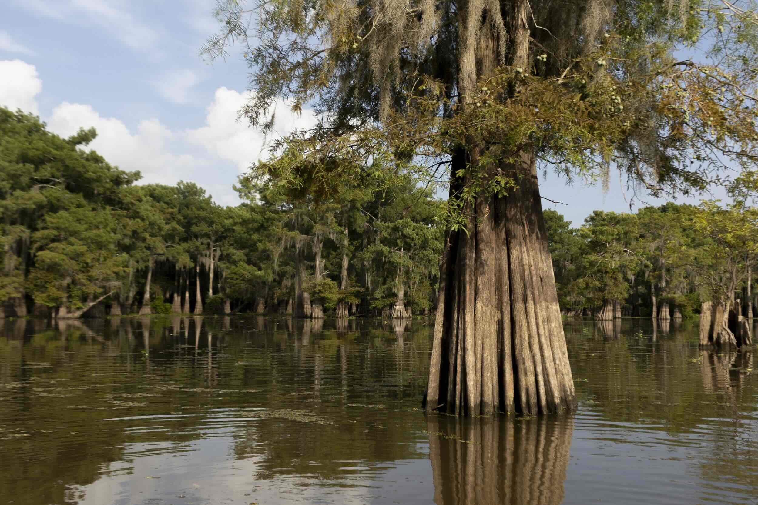 Mysteries-Of-Louisiana8217s-Henderson-Lake mysteries-of-louisianas-henderson-lake
