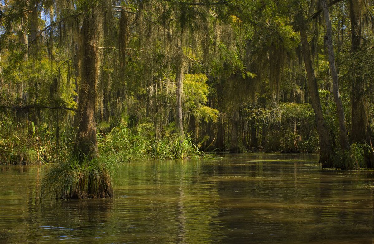 Mysteries-Of-Louisiana8217s-Honey-Island mysteries-of-louisianas-honey-island