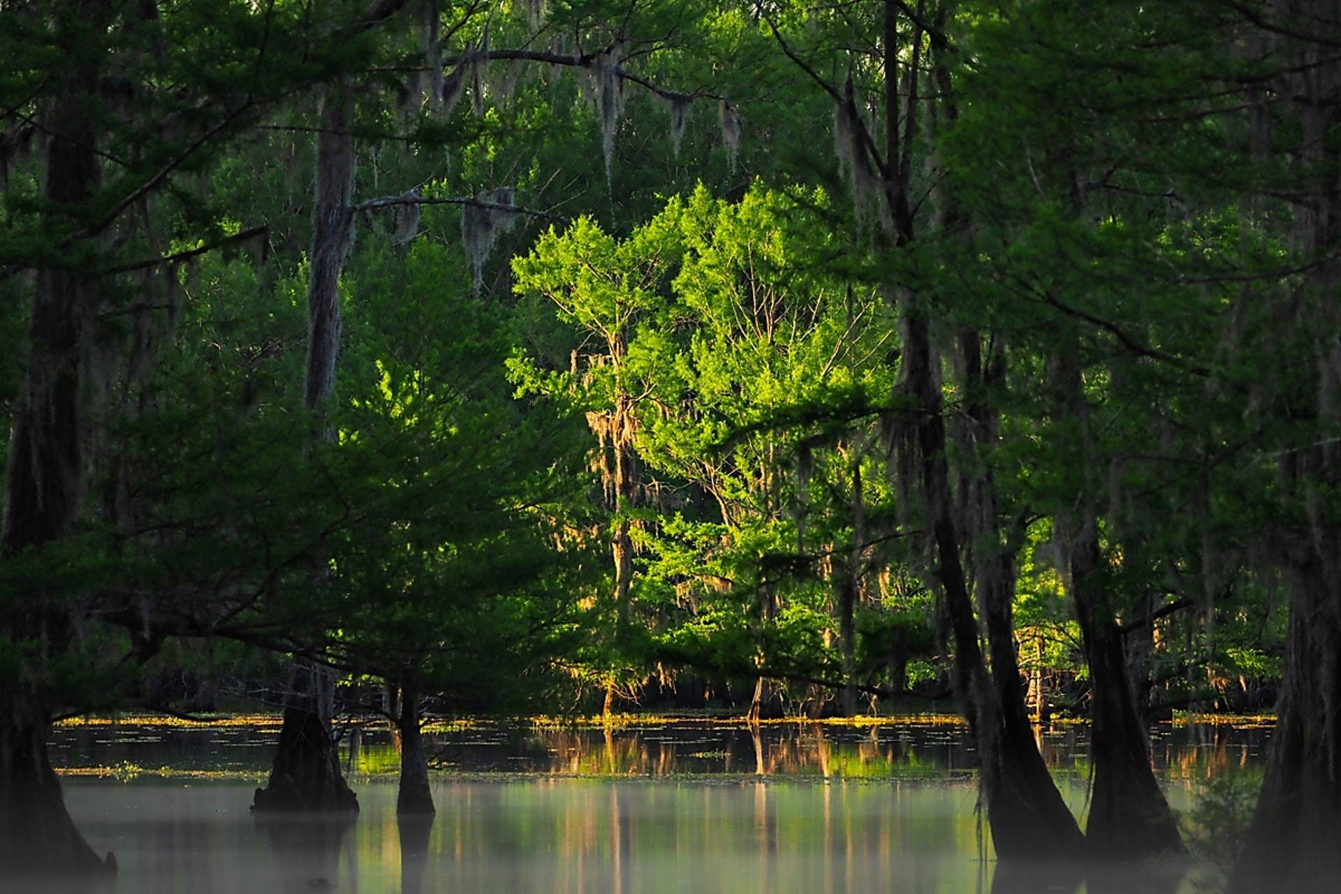 mysteries-of-louisianas-lake-bistineau