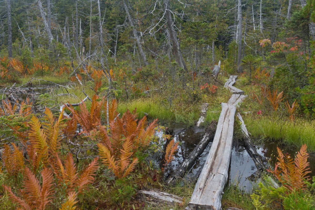 mysteries-of-maines-hundred-mile-forest