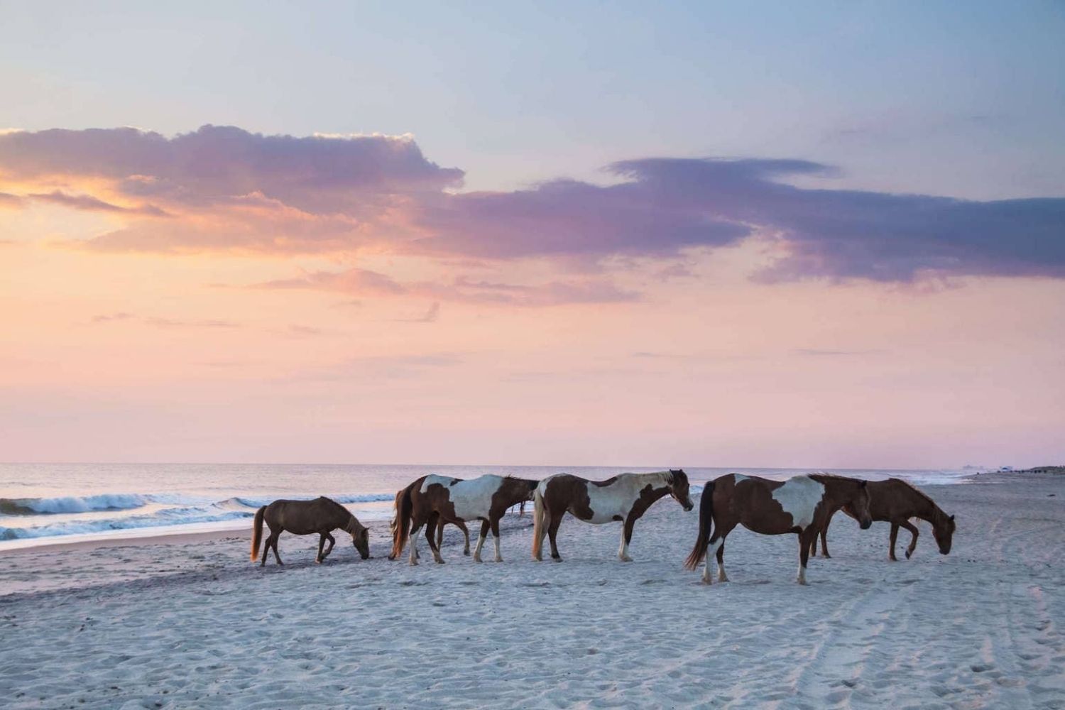 Mysteries-Of-Maryland8217s-Assateague mysteries-of-marylands-assateague