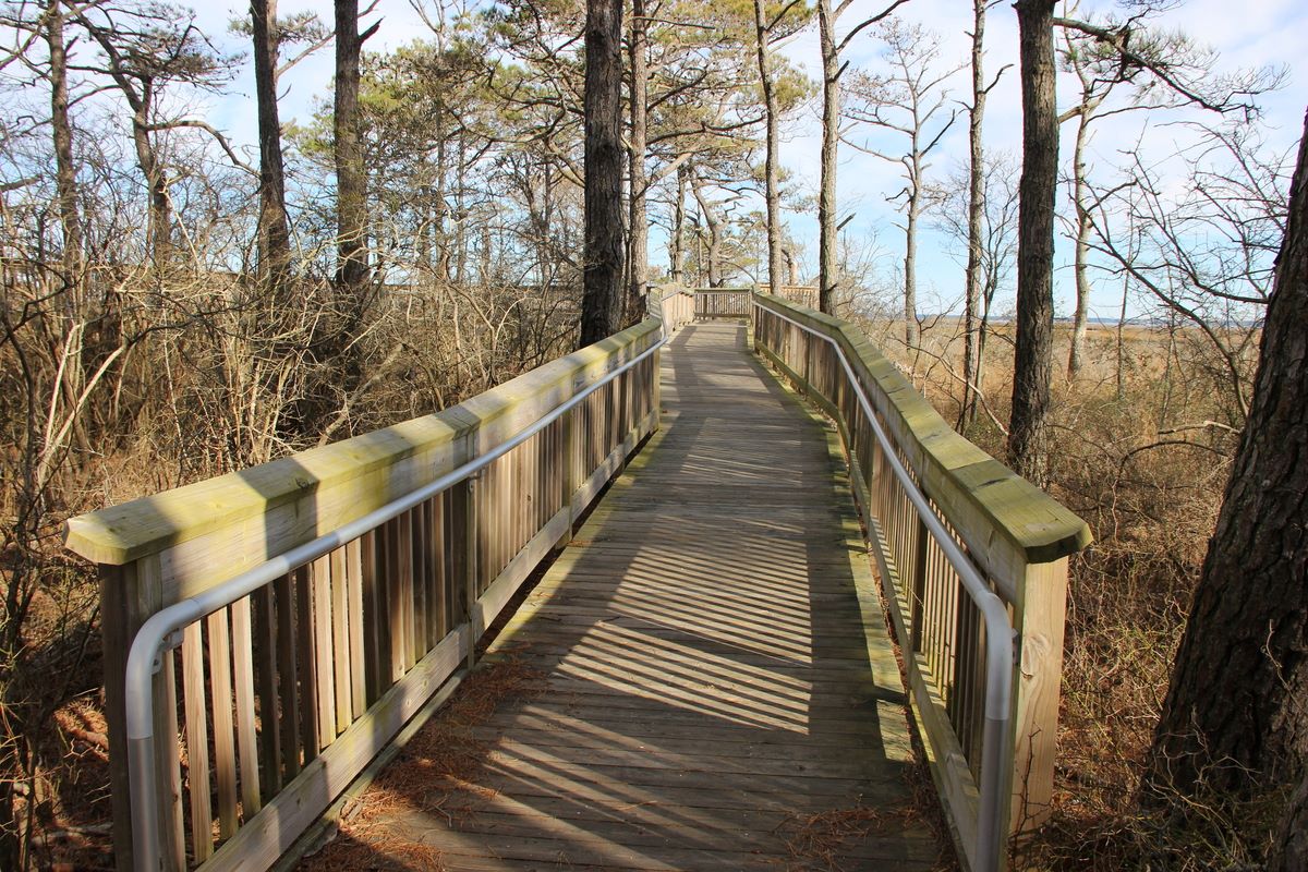 mysteries-of-marylands-assateague-island-trails