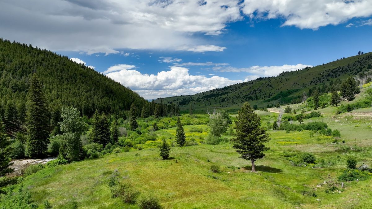 mysteries-of-montanas-anaconda-forests