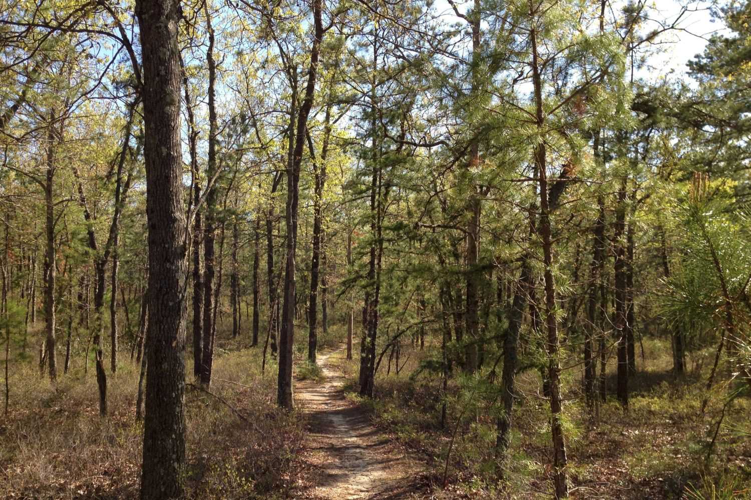 Mysteries-Of-New-Jersey8217s-Batona-Trail mysteries-of-new-jerseys-batona-trail