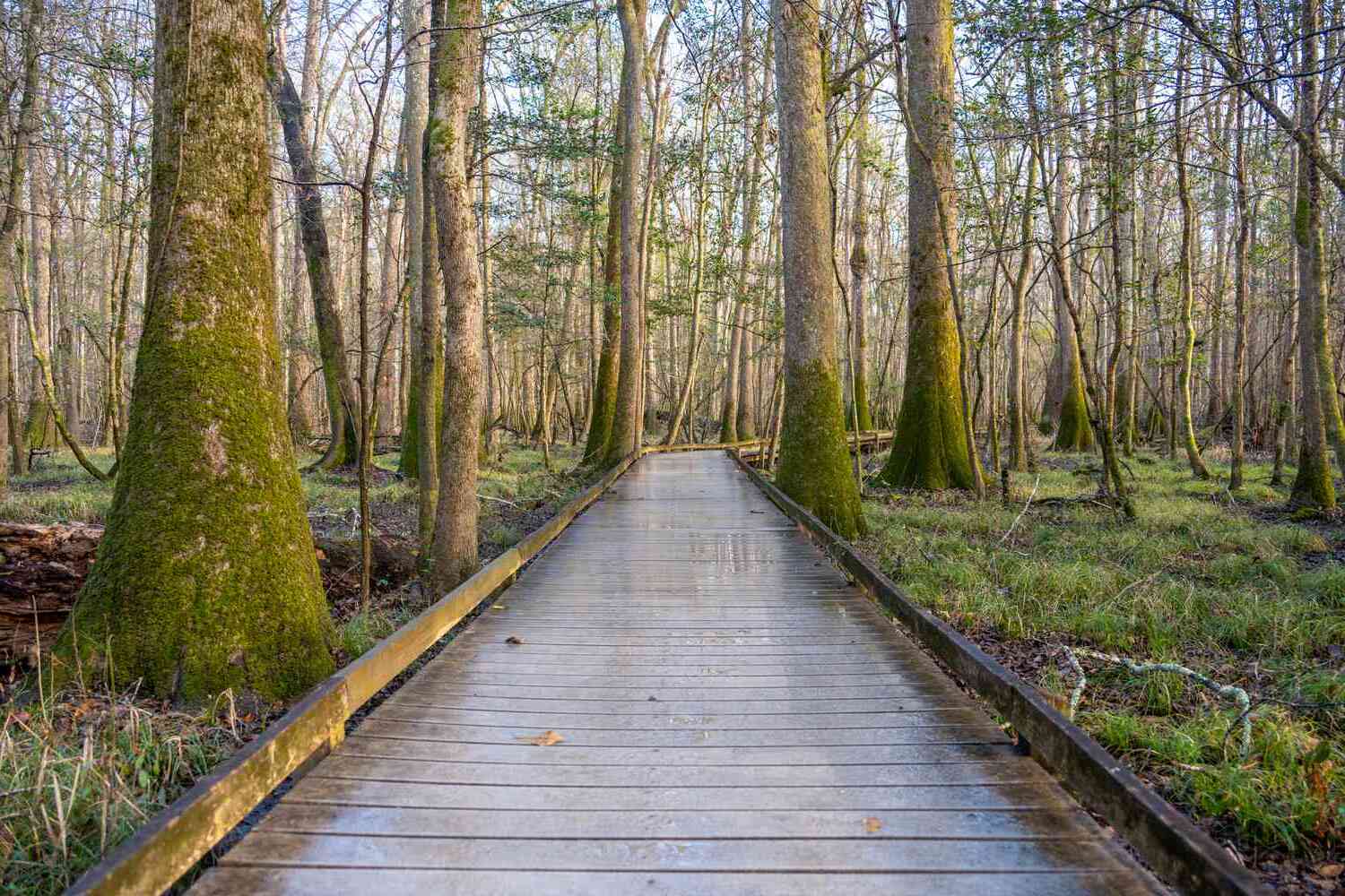 Mysteries-Of-South-Carolina8217s-Ancient-Trails mysteries-of-south-carolinas-ancient-trails