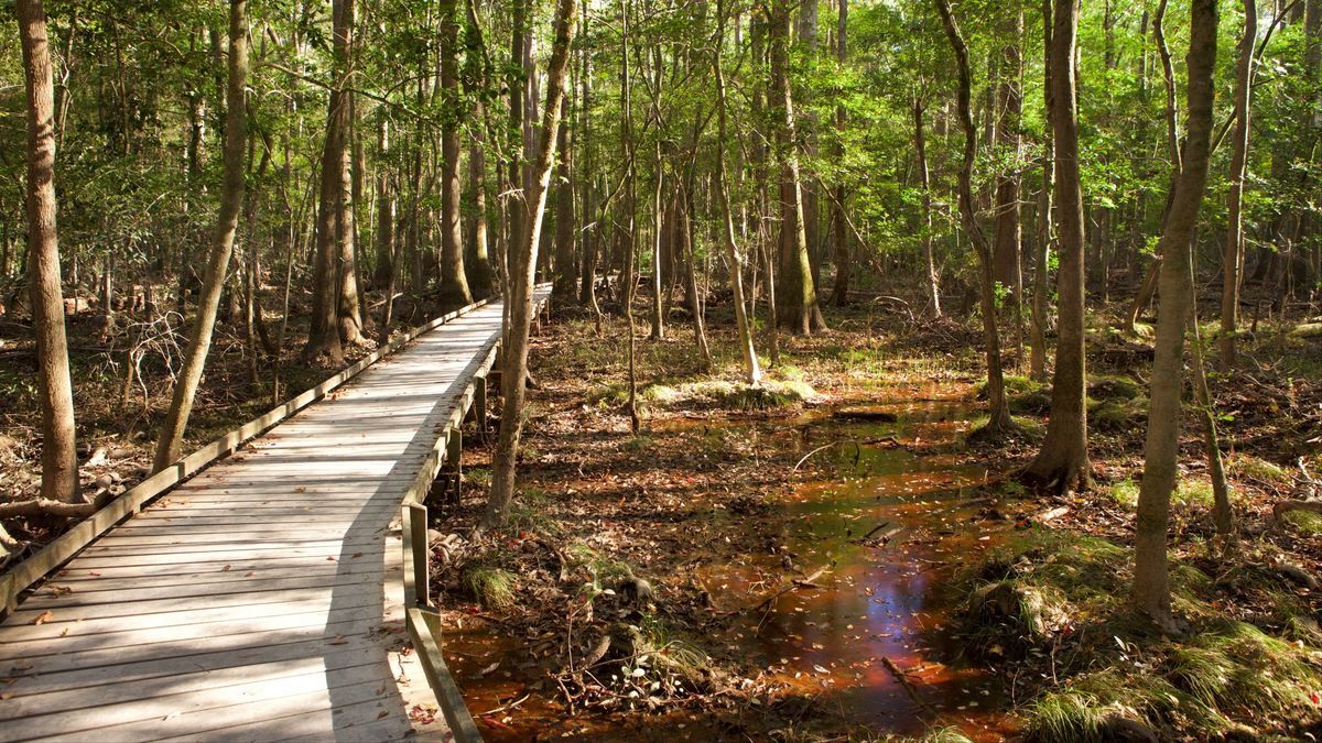 mysteries-of-south-carolinas-congaree-paths