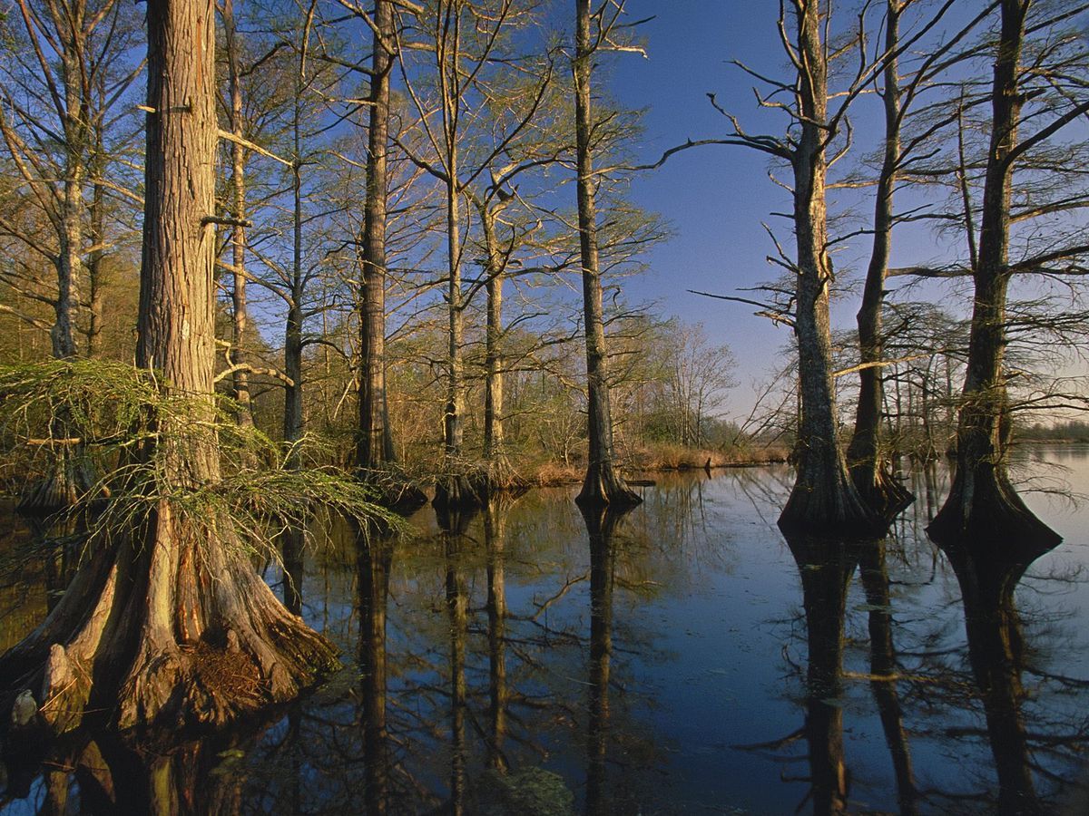mysteries-of-tennessees-reelfoot-lake