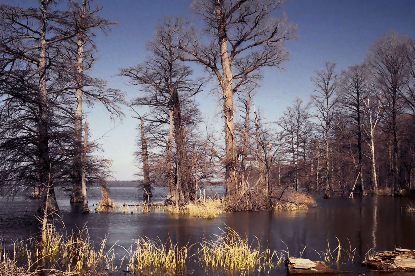 mysteries-of-tennessees-reelfoot-lakes