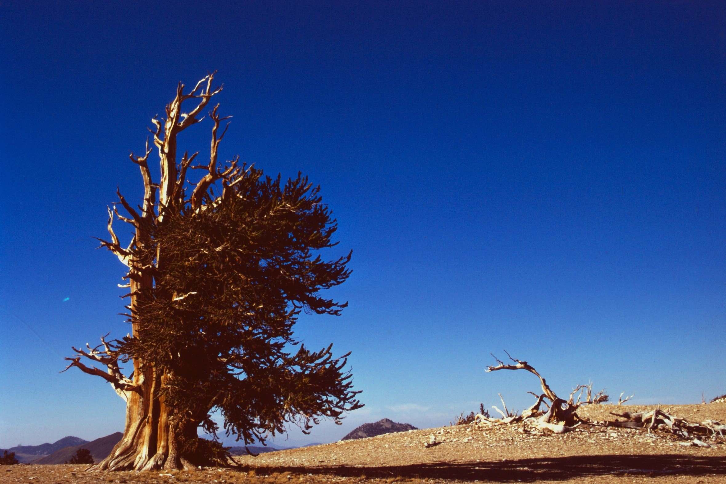 Mysteries-Of-The-Ancient-Bristlecones-In-White-Mountains mysteries-of-the-ancient-bristlecones-in-white-mountains