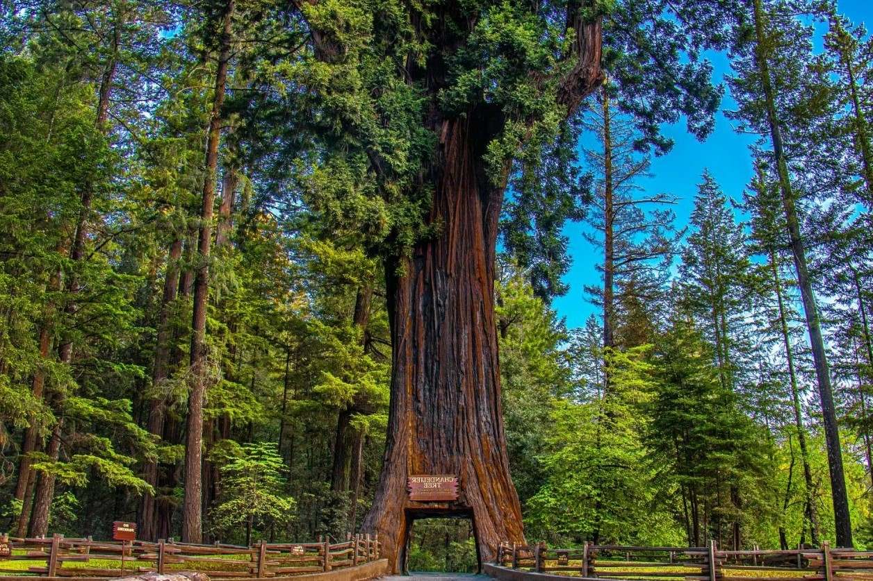 Mysteries-Of-The-Ancient-Redwoods-In-Lost-Coast mysteries-of-the-ancient-redwoods-in-lost-coast