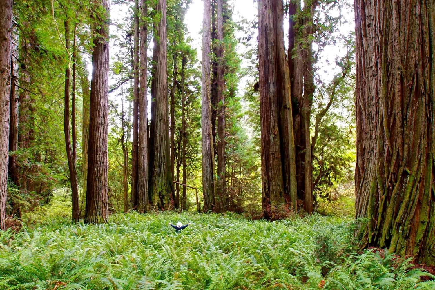 Mysteries-Of-The-Ancient-Redwoods-In-Prairie-Creek mysteries-of-the-ancient-redwoods-in-prairie-creek