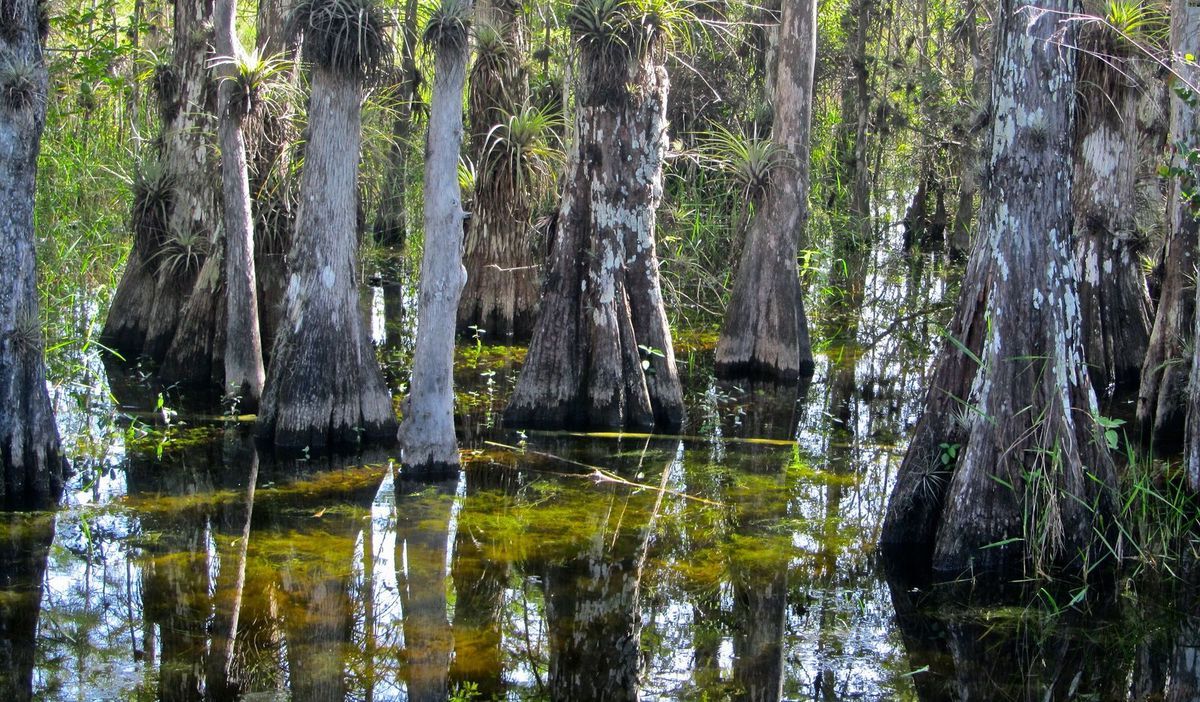 Mysteries-Of-The-Big-Cypress-Swamp mysteries-of-the-big-cypress-swamp