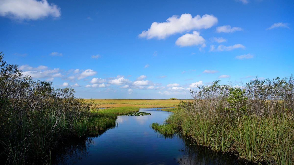 Mysteries-Of-The-Everglades8217-River-Of-Grass mysteries-of-the-everglades-river-of-grass